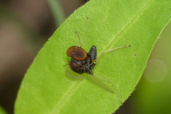 Chrysopilus basilaris