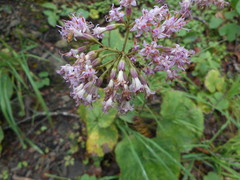 Adenostyles australis