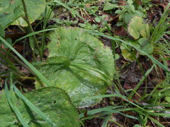 Adenostyles australis