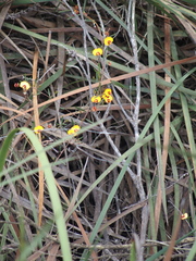 Bossiaea linophylla