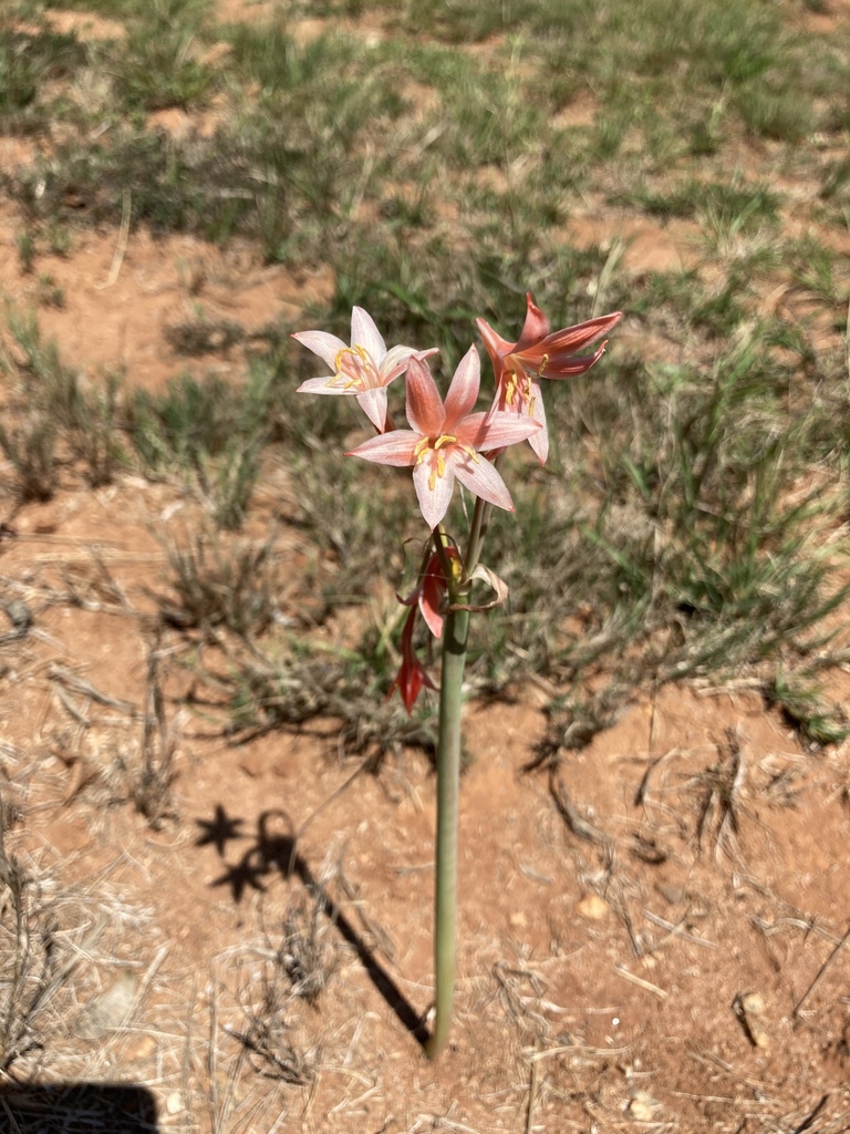 Cyrtanthus contractus, MP, ZA