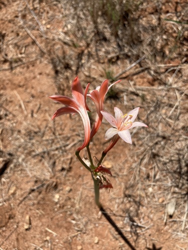 Cyrtanthus contractus