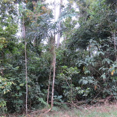 Ptychosperma elegans