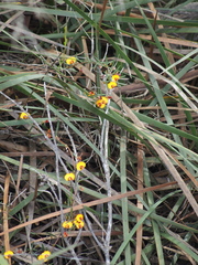 Bossiaea linophylla
