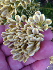 Polytaenia