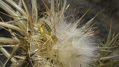 Sorapagus catalaunicus