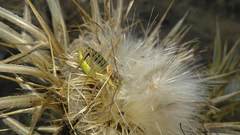 Sorapagus catalaunicus