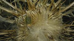 Sorapagus catalaunicus