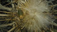 Sorapagus catalaunicus