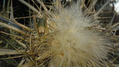 Sorapagus catalaunicus