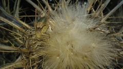 Sorapagus catalaunicus