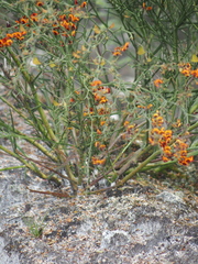 Daviesia flexuosa