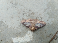 Pericyma cruegeri