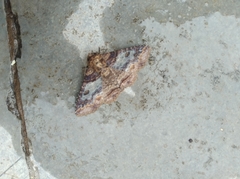 Pericyma cruegeri
