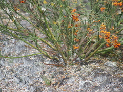 Daviesia flexuosa
