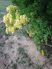 Polytaenia