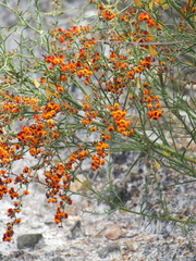 Daviesia flexuosa