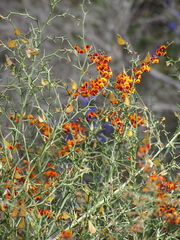 Daviesia flexuosa