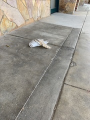 Tyto alba delicatula