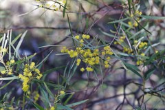 Acacia neriifolia