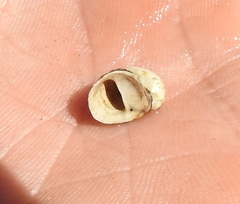 Theodoxus fluviatilis