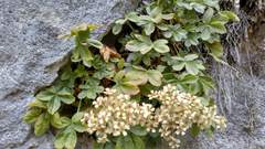 Potentilla alchimilloides