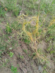 Cuscuta chinensis