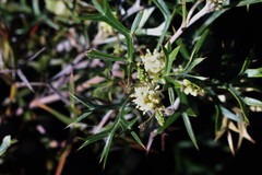 Grevillea triternata