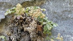 Potentilla alchimilloides