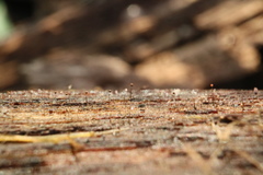 Clastoderma debaryanum