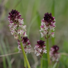 Neotinea ustulata ustulata