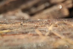 Clastoderma debaryanum