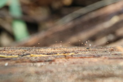 Clastoderma debaryanum