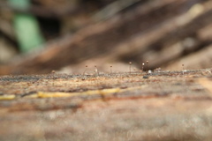 Clastoderma debaryanum