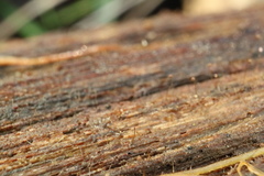 Clastoderma debaryanum