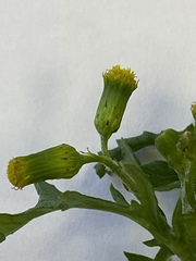 Senecio vulgaris