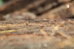 Clastoderma debaryanum