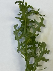 Senecio vulgaris