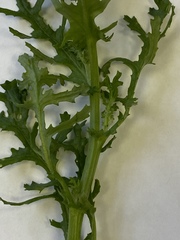 Senecio vulgaris