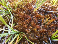 Sarmentypnum sarmentosum