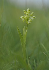 Anacamptis coriophora