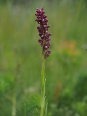 Anacamptis coriophora
