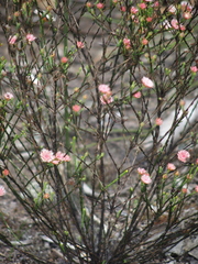 Actinodium cunninghamii