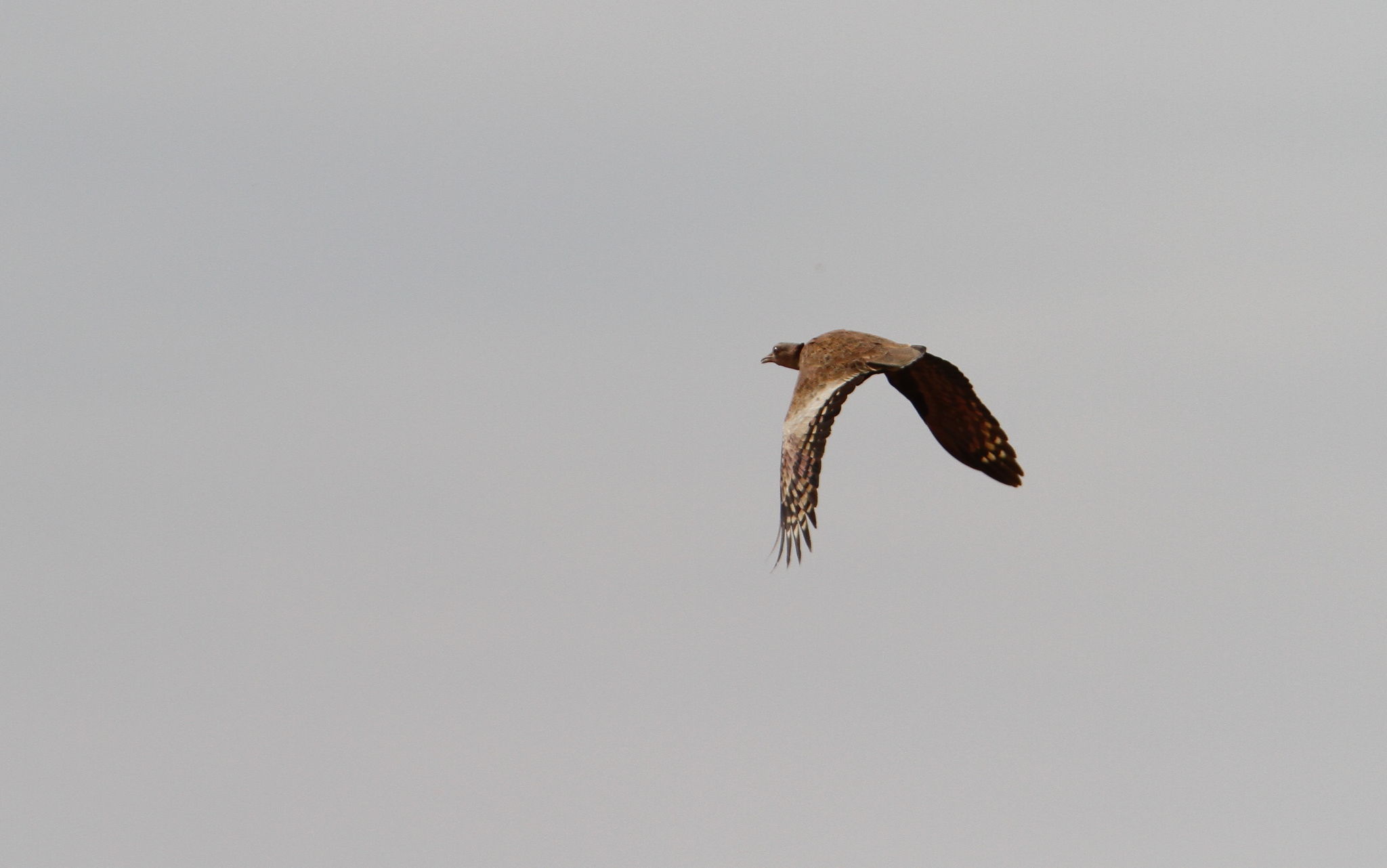 Savile's Bustard (Lophotis savilei), photo 5