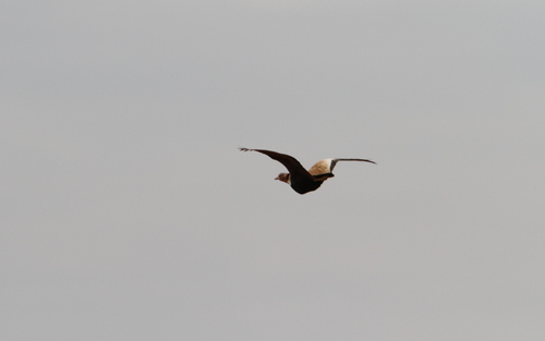 Savile's Bustard (Lophotis savilei), photo 6
