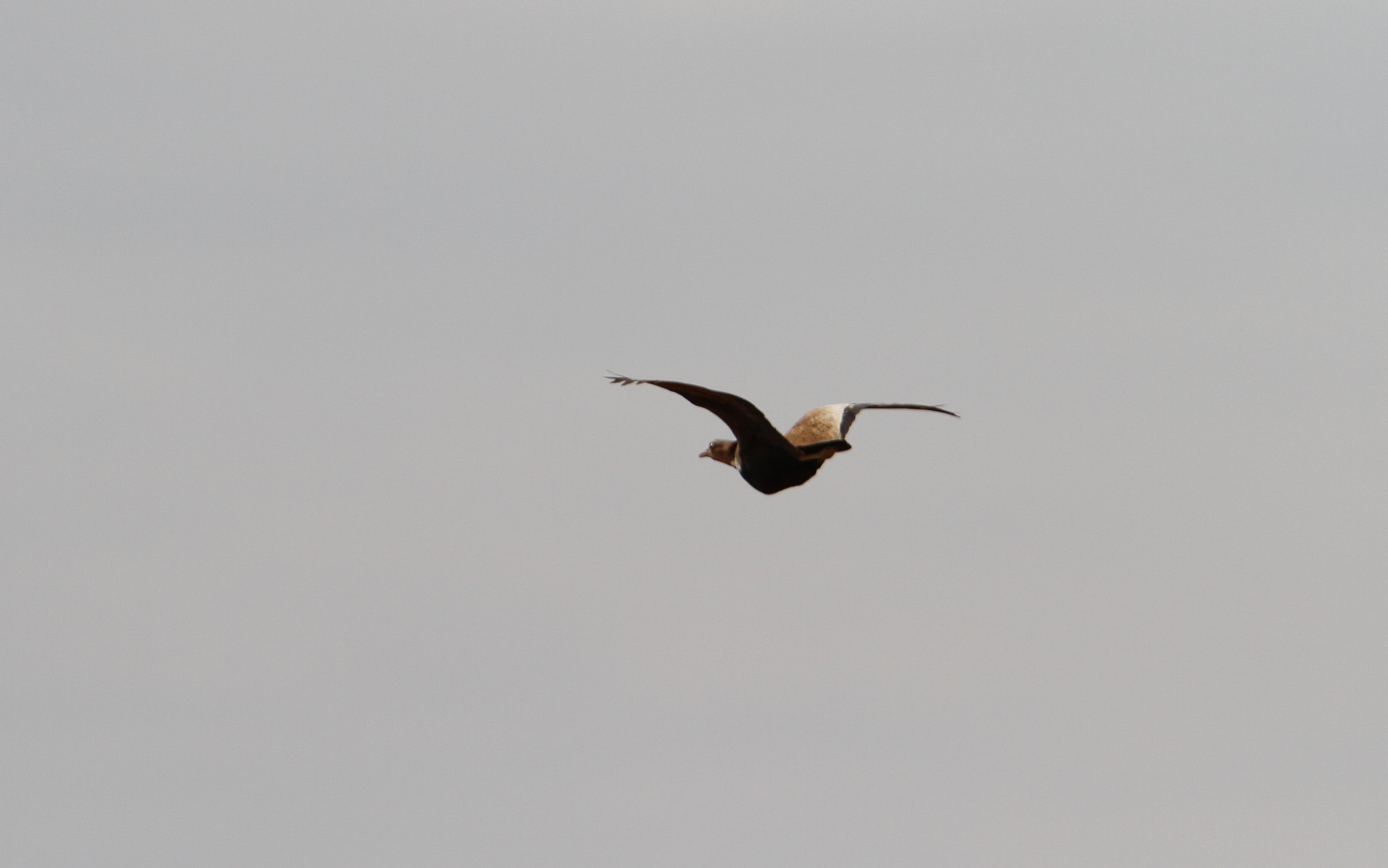 Savile's Bustard (Lophotis savilei), photo 6