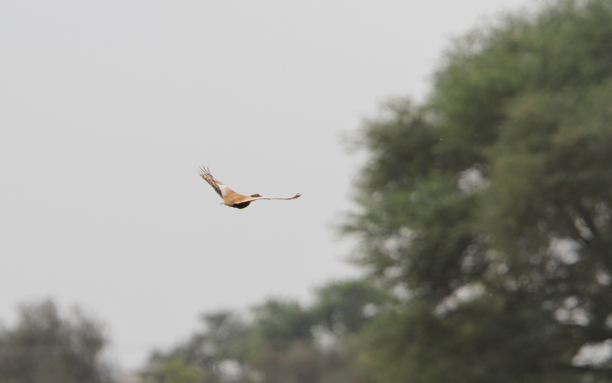 Savile's Bustard (Lophotis savilei), photo 7
