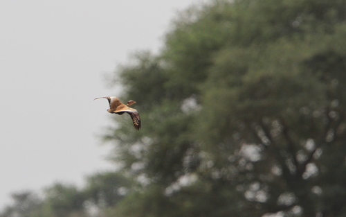 Savile's Bustard (Lophotis savilei), photo 9