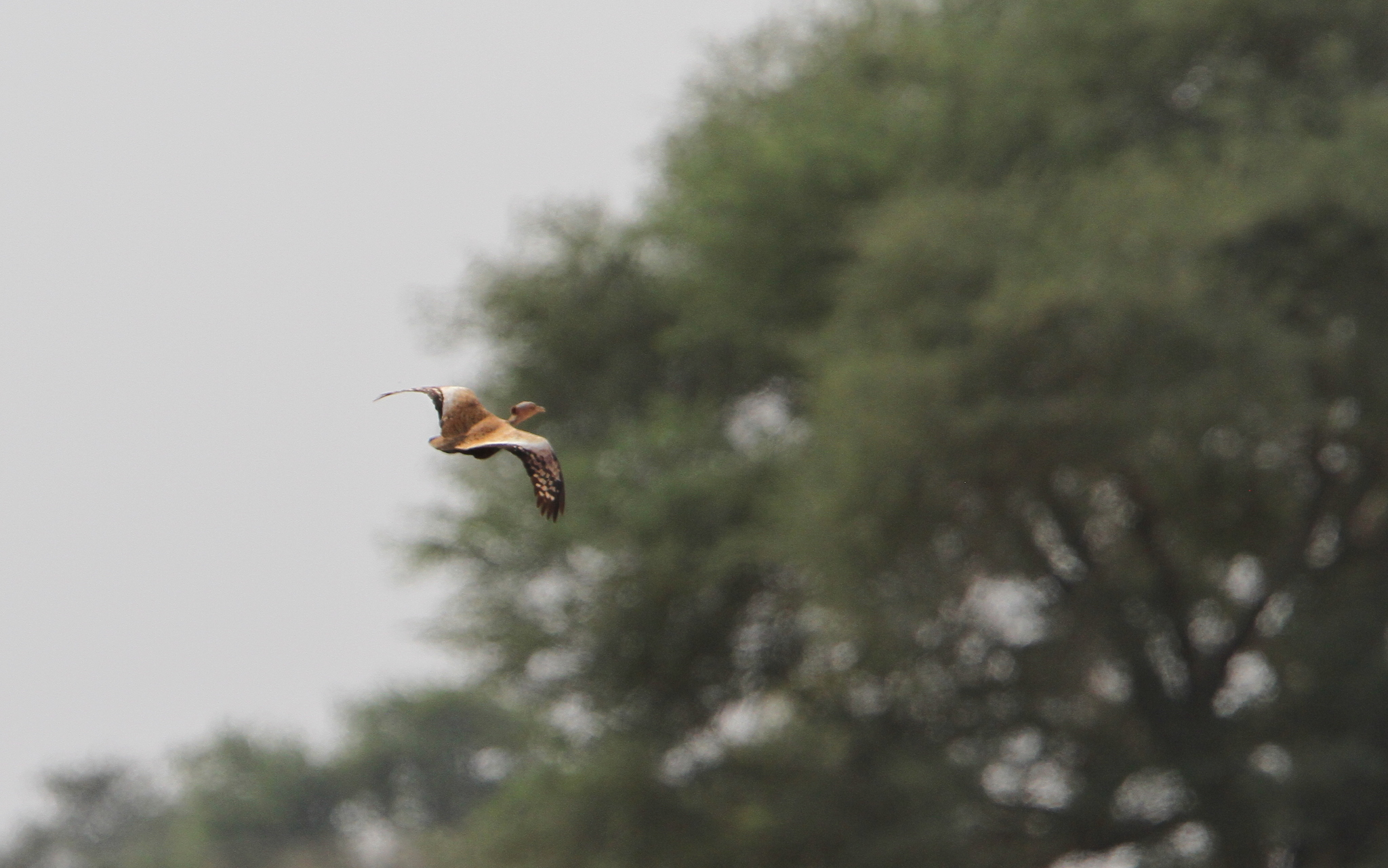 Savile's Bustard (Lophotis savilei), photo 8