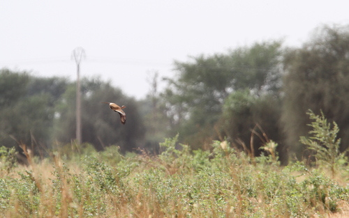 Savile's Bustard (Lophotis savilei), photo 10